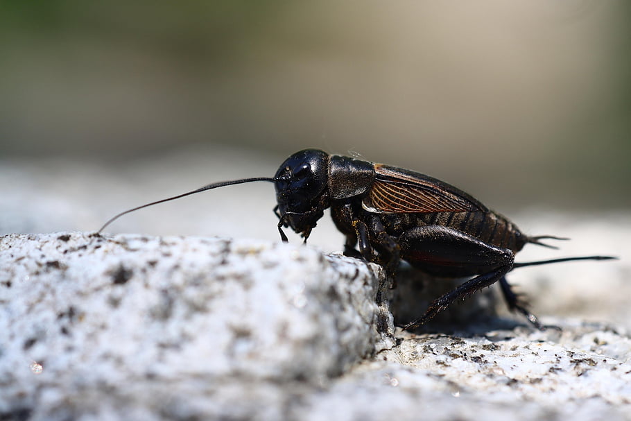 hmyz, pole kriket, všežravý, zvíře, cvrlikání, fauna, pastviny, Příroda, gryllus campestris