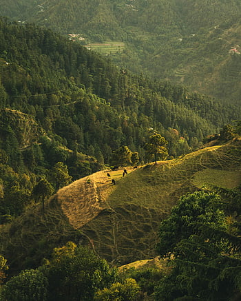 animals on hill, green forest, lush green hills, aerial view, nature lovers, stunning view, forest landscape, hillside animals, natural scenery, greenery, wildlife habitat
