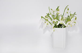 snowdrop, beautiful Flowers, flower, vase, white Flowers, petals, flower Background, white Petals, blossom, bloom, flower Decoration