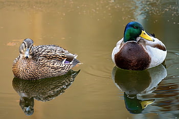 drake, mallardo, anatra, uccello, animale, piume, uccello acquatico, natura, anatra selvatica, stagno, becco
