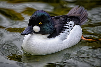 bird, ornithology, duck, common Goldeneye, goldeneye, nature, water Bird, feathers, plumage, avian, swimming