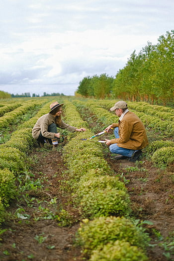 farmers, plantation, greens, lush green field, harvesting crops, two farmers, working together, agricultural field, outdoor farming, sustainable agriculture, crop cultivation