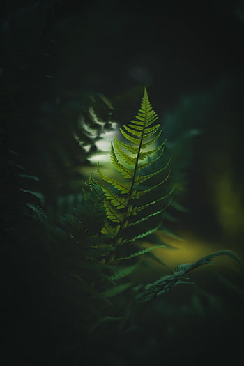 ferns, foliage, plants, forest, macro, nature, leaves, jungle, mood, fern, dark