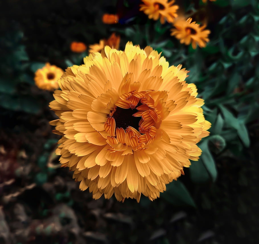 yellow Flowers, beautiful Flowers, flower, flower Wallpaper, flower Background, yellow Petals, pot Marigold, marigold, garden, leaves, foliage