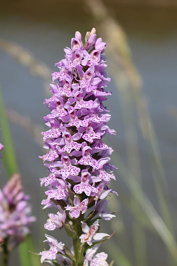 Cheshire Orchid, Common Spotted, Hassall Moss, Sandbach, Cheshire, flora fauna, wildlife nature, Terry Hughes, Cheshire Ring Canal, towpath walk, summer