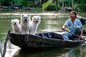 dogs, white, nature, river, boat, water, vietnam Lifestyle, people, woman, vietnamese