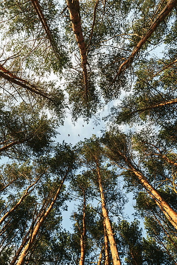 tall trees, evergreen forest, low angle, serene setting, pine trees, sky view, natural landscape, forest canopy, outdoor scenery, tall evergreens, tranquil environment