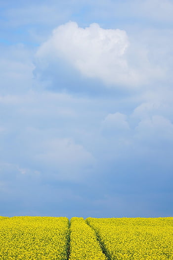 oilseed Rape, field Of Rapeseeds, field, spring, agriculture, outlook, blossom, bloom, rape Blossom, mood, heaven