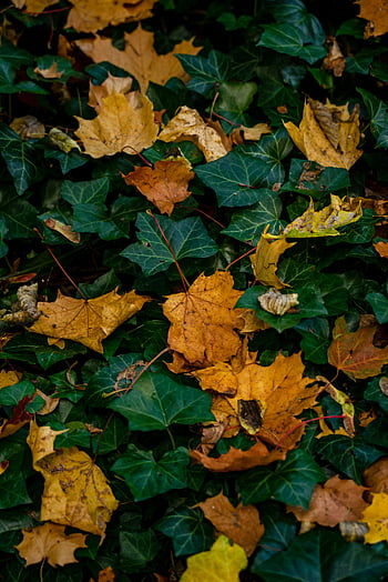 autumn leaves, ivy, vibrant autumn, lush green ivy, fall essence, scattered leaves, autumn foliage, green ivy, fall leaves, autumn ivy, seasonal beauty