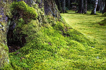 pohon, lumut, akar, bagasi, berlumut, hijau, subur, vegetasi, tanaman hijau, hutan, lantai hutan