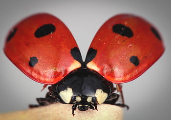 ladybug, portrait, environmental Protection, beetle, nature, natural Reserve, orange, animal Portrait, lucky Charm, red, animal