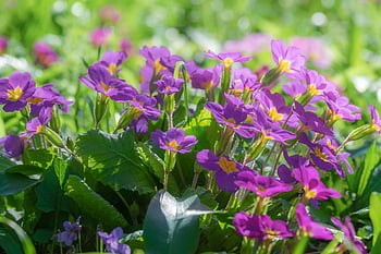 petrklíčů, hybrid primula vulgaris, fialový, rod, krásné květiny, petrklíč, Příroda, odrůdy prvosenka, květinové tapety, květ, květy