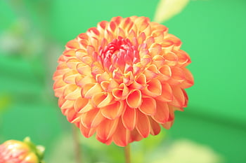 오렌지 달리아, 근접 사진, 생생한 녹색 배경, 오렌지색 꽃잎이 핀 꽃, 만개, 멋진 꽃, 오렌지 플라워, 달리아 꽃, 자연 사진, 꽃 사진, 정원 꽃