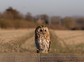 tawny owl, sova, pták, zvíře, dravý pták, raptor, volně žijících živočichů, dravec, peří, Příroda, strom