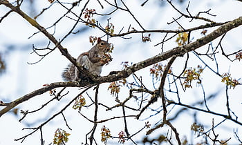 squirrel, gathering, tree, nature, maple, spring, nest, branch
