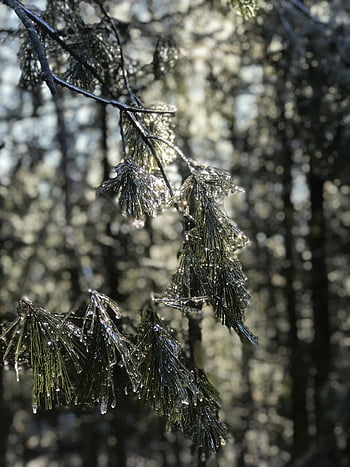 vinter, is storm, kold, Frosset, Skov, natur, isnende, frost-, majestætisk, vintertid, glimte