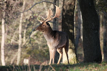 deer, fallow Deer, forest, nature, antler, animal, fall