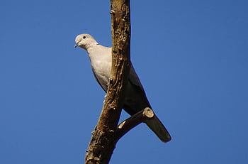 Vogel, Taube, Eurasische Türkentaube, Streptopelia decaocto, Natur, Kragentaube, Ring Taube, Fauna, Tierwelt, Jaipur, Indien