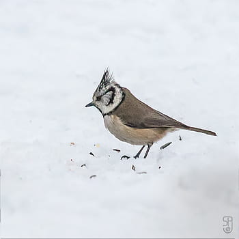 Northern Crested Tit, lophophanes cristatus, vzácný pták, návštěvník zahrady, Rychlé stvoření, canon eos 70d, Canon EF 100-400 mm, Evropa, Norsko, kongsberg, fotografování ptáků