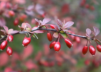 Berberis, ramo, crespino, cespuglio di spine, giardino, natura, botanica