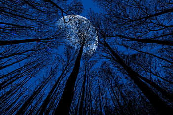 moon, trees, night Sky, night, moonlight, dusk, nature, darkness