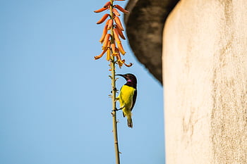 bird, wildlife, nature, ornithology, species, fauna, avian, animal, purple Rumped Sunbird, olive Backed Sunbird