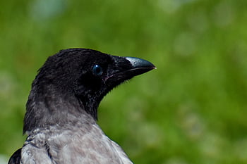 bird, crow, animal, plumage, feathers, beak, bill, animal World, close Up, nature, black
