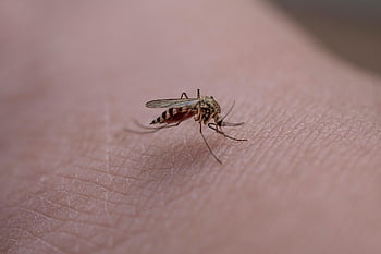 zanzara, insetto, pelle, puntura di zanzara, Immergiti, peste, macro