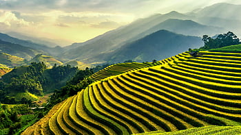 Rice Terraces, Gia Lai, Vietnam, lush green, sunlight, scenic view, agricultural landscape, terraced fields, natural beauty, rural scenery, mountainous region