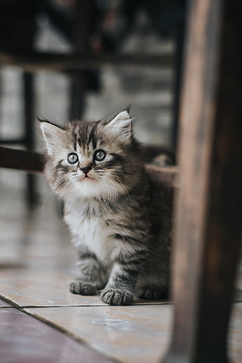 cat, kitten, british, pet, kitty, animal, feline, sweet, fur, domestic, young