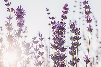 lavender, sun, backlighting, flower, violet, purple, flora, plant, flower Background, tomorrow, sunny