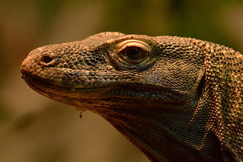 varan komodský, ještěrka, plaz, komodo monitor, volně žijících živočichů, Příroda, zvíře