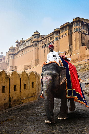 man riding elephant, Amber Fort, Jaipur, Rajasthan, India, vibrant cultural heritage, Indian man, elephant near fort, Amer, cultural tourism, traditional attire