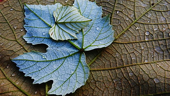 grape Leaf, plant, nature, leaf, wine, vine