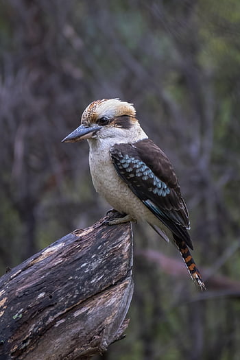 kookaburra, laughing Kookaburra, dacelo Novaeguineae, bird, perched, animal, feathers, plumage, beak, bill, bird Watching