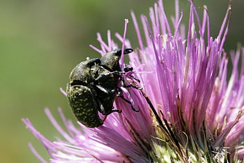 weevil, beetle, insects, wedding