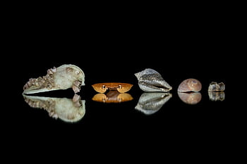 carapace, crab, seashells, contrast, black Background, empty, nature, sea Dweller, sea Shells, armor, skeleton