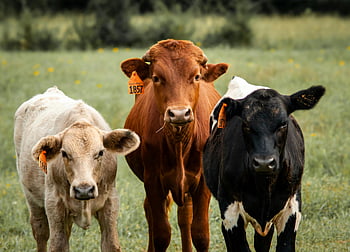 calves, ear tags, cows, lush green pasture, sunny day, trio of cows, farm animals, livestock, rural scene, young cattle, outdoor setting