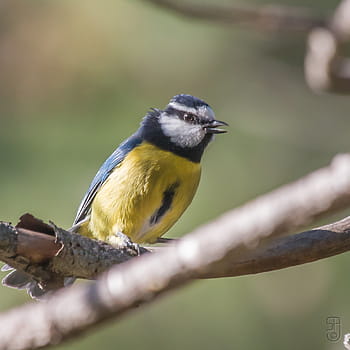 Gran Canaria Blue Tit, Cyanistes Teneriffae hedwigii, burung, artenara, Spanyol, Pulau Canary, eropa, bertengger burung, Songbirds, cabang, fotografi satwa liar