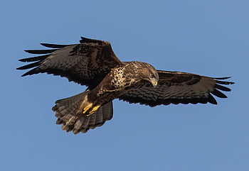 buzzard, bird, animal, common Buzzard, flying, soaring, wings, bird Of Prey, raptor, wildlife, predator
