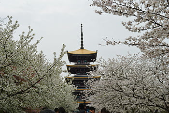 Kahverengi ve siyah tapınak, Kiraz çiçekleri, geleneksel pagoda, wuhan, Çin, bahar, Çarpıcı Çiçekler, kültürel dönüm noktası, asya mimarisi, doğal güzellik, turist çekiciliği