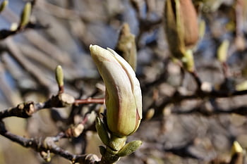 μαγνολία, δέντρο μανόλιας, Οικογένεια Magnolia, λουλούδι μανόλιας, άνθη, ροζ, Άνοιξη Bloomers, μπουμπούκι, ανθίζω, φυτό, φύση