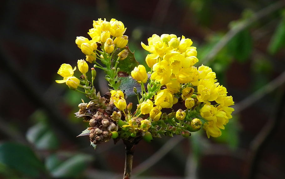 květiny, oregon hroznů, botanika, květ, okvětní lístky, růst, Příroda, tapeta na zeď, mahonia, žlutá, hd tapetu