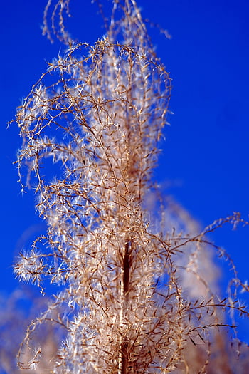 tráva, okrasné trávy, pampas trávy, zimní, Příroda, rostlina, flóra