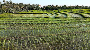 rý ová pole, rýže, zemědělství, Rýžová pole z Bali, bali, Indonésie, Pěstování rýže, ubud, Asie, cestovat, rýžové terasy