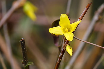 forsythia, květ, jednotlivě, zahradní forsythia, Zlatý šeřík, zlaté zvonky, žlutá, okrasný keř, keř, Zlatá žlutá, květy fialky