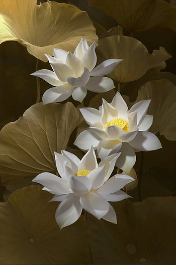 loto, fiori, fiori di loto, loto bianco, fiori bianchi, petali, bellissimi fiori, petali bianchi, fioritura, fiorire, carta da parati floreale