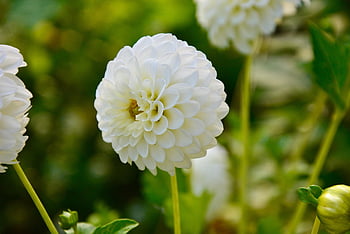 dahlia, pompon Dahlia, flower, white Flower, petals, bloom, blossom, flowering Plant, flower Background, flower Wallpaper, ornamental Plant