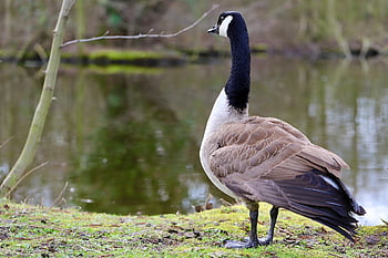 canada Goose, wild Goose, water Bird, plumage, pond, riverbank, animal, wildlife, nature, bird