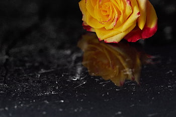 rose, flower, reflection, surface, nature, orange, peach, red, marble, close up, natural